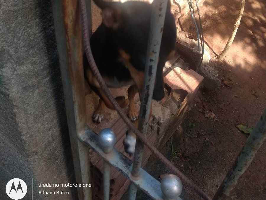 Adoção de Cachorro São Paulo/SP | lumena | 2 anos | Raça pinscher | tamanho Pequeno | foto 7