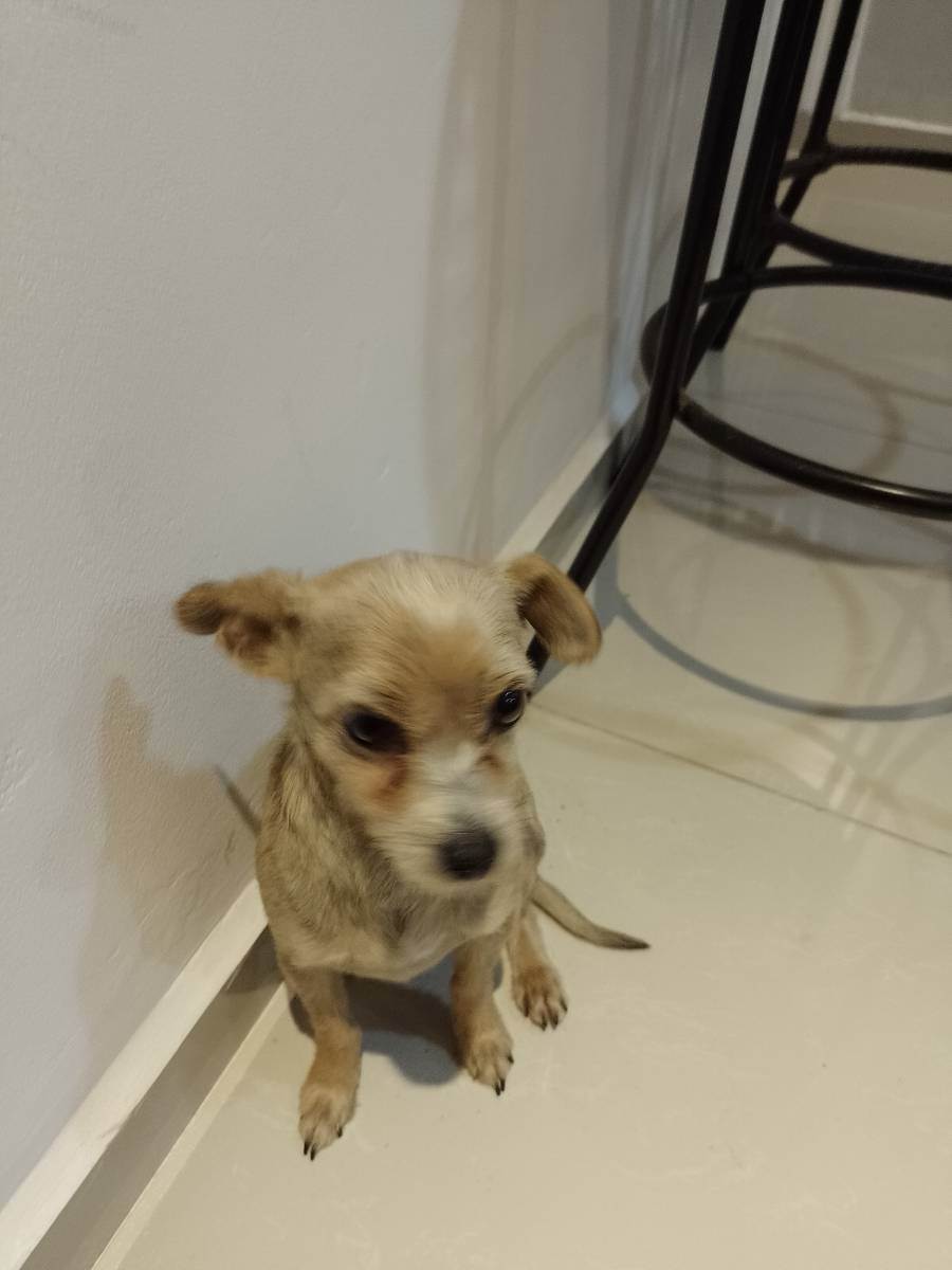 Adoção de Cachorro São Paulo/SP | Costelinha  | 2 anos | Raça Pintier | tamanho Pequeno | foto 3