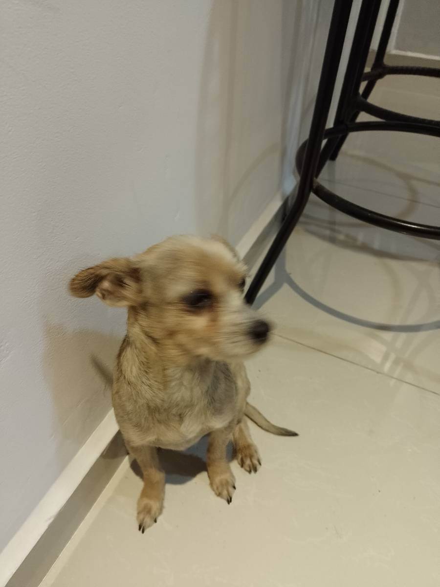 Adoção de Cachorro São Paulo/SP | Costelinha  | 2 anos | Raça Pintier | tamanho Pequeno | foto 4