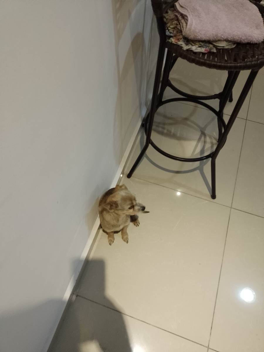 Adoção de Cachorro São Paulo/SP | Costelinha  | 2 anos | Raça Pintier | tamanho Pequeno | foto 6