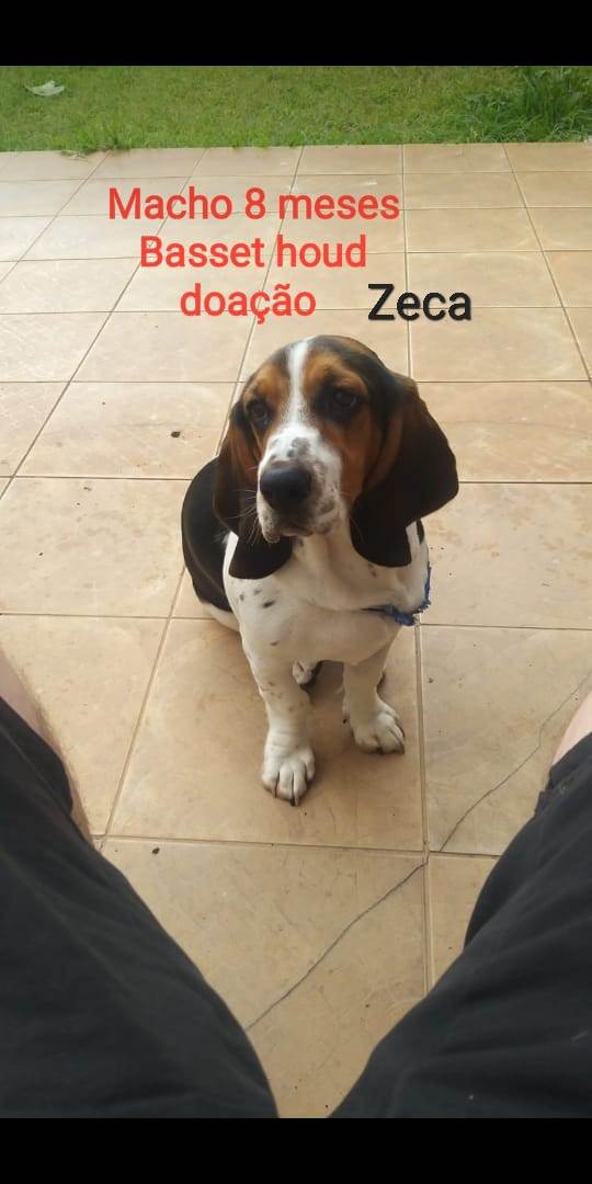 Adoção de Cachorro São Paulo/SP | Zeca | 7 a 11 meses | Raça Basset Hound | tamanho Médio | foto 3