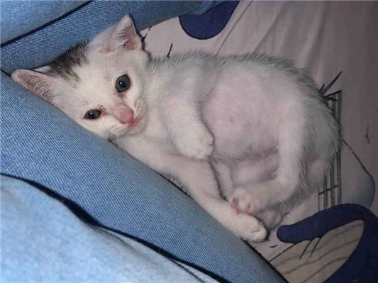 Gato  Pequeno Abaixo-de-2-meses