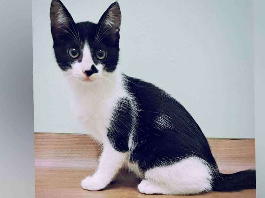 Gato Sem raça definida  Pequeno 2-a-6-meses