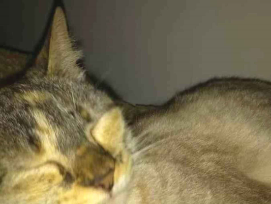 Gato Siames manchada com rajado Medio 3-anos