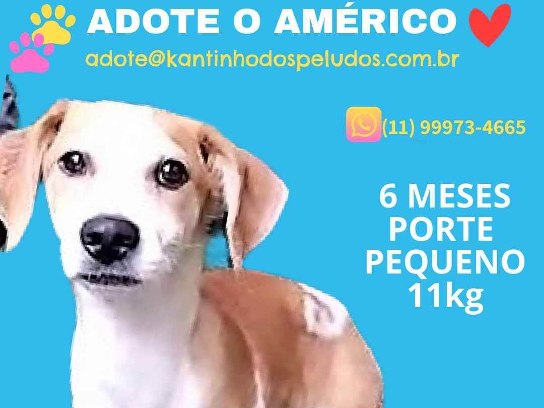 Adoção de Cachorro São Paulo/SP | King | 1 ano | Raça  | tamanho Médio