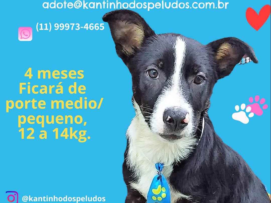 Adoção de Cachorro São Paulo/SP | King | 1 ano | Raça  | tamanho Médio