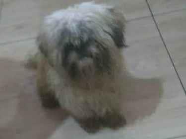 Theo  perdido | foto 1
