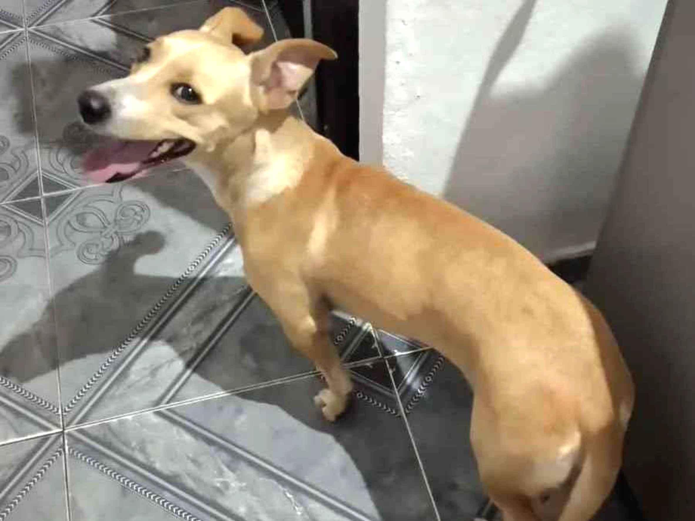 Cachorro para doação e gato para doação em Natal/RN Cachorro para doação e gato para doação em Natal/RN