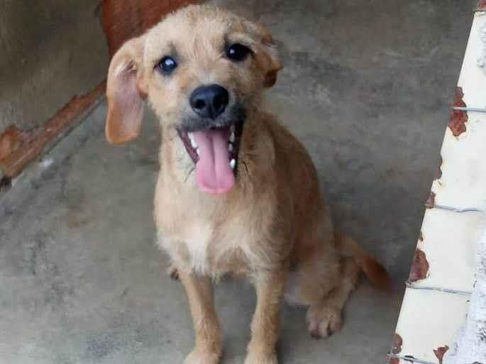Adoção de Cachorro Belo Horizonte/MG | Belinha | 1 ano | Raça Srd | tamanho Pequeno