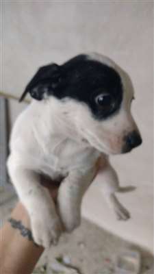 Cachorro tamanho Medio Femea 2-a-6-meses para adoção