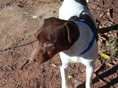 Cao Fox Paulista  Medio  
