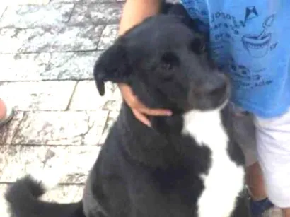 Cao Vira-lata Medio 6-anos-Acima