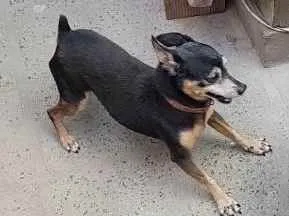 Cao PINSCHER Pequeno 6-anos-Acima
