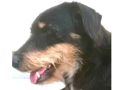 Cao SRD Pequeno 6-anos-Acima