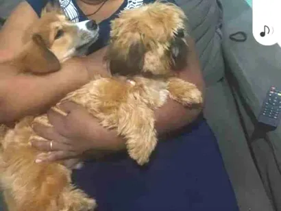 Gato Shitzu Pequeno 2-anos