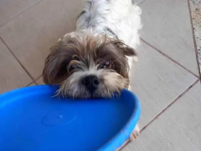 Cao Vira-lata Medio 1-ano