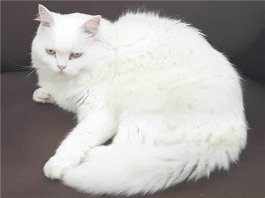 Gato Mestico de persa Grande 5-anos