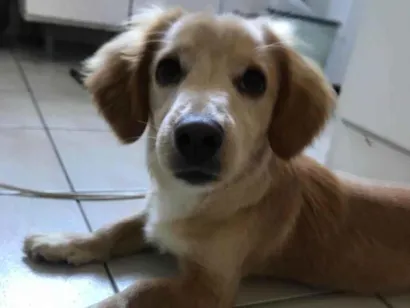 Cao Pequenez  Pequeno  