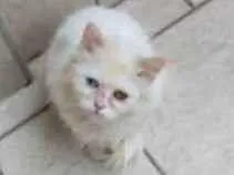 Gato Persa Medio 7-a-11-meses