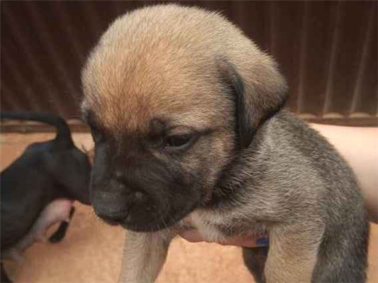 Cachorro tamanho Medio Femea Abaixo-de-2-meses para adoção