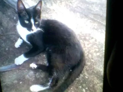 Gato  Medio 4-anos