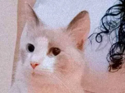 Gato Ragamuffin Medio 2-anos