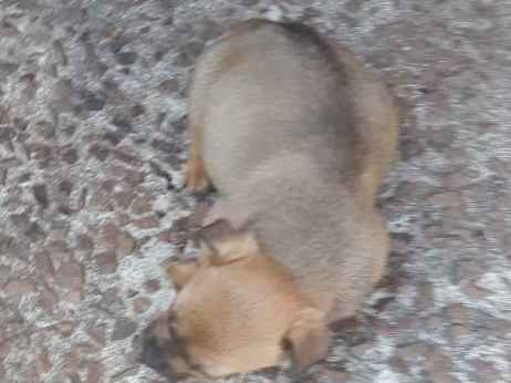 Cachorro tamanho Medio Macho Abaixo-de-2-meses para adoção