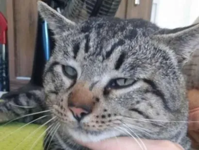 Gato Tigradinho Medio 3-anos