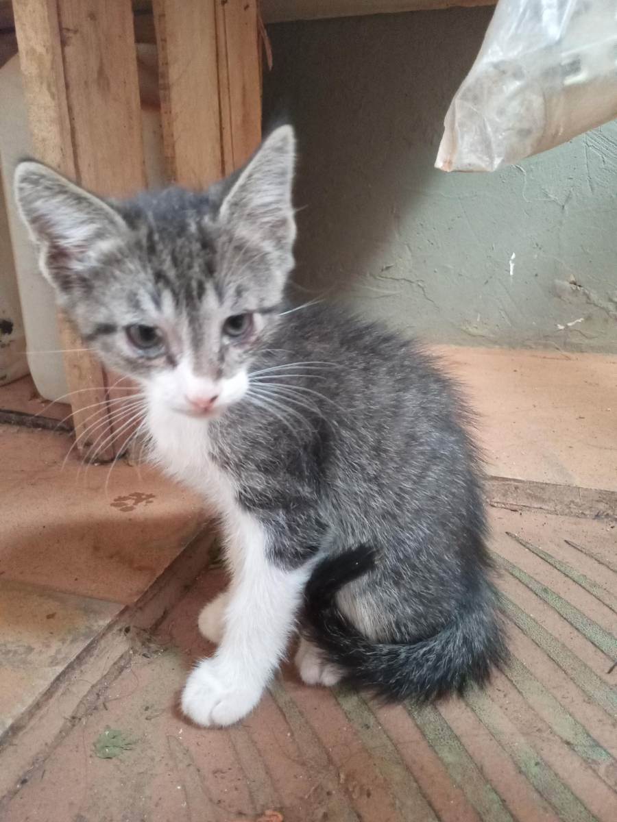 Tobby  para adoção | foto 2