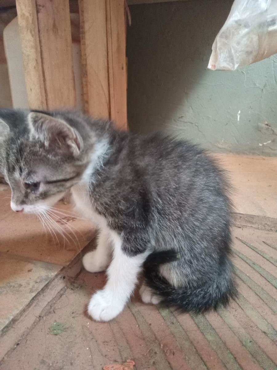 Tobby  para adoção | foto 3