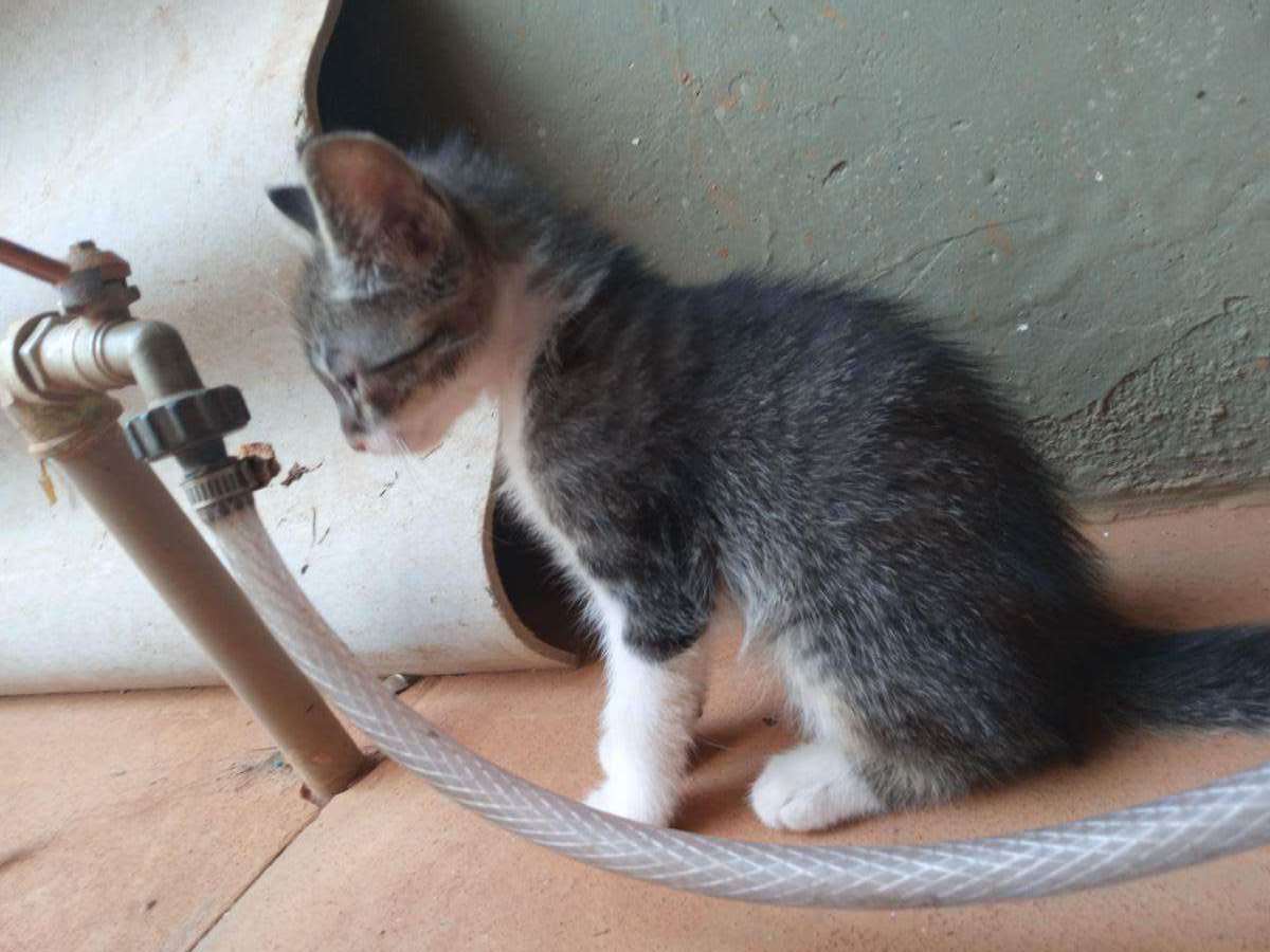 Tobby  para adoção | foto 5