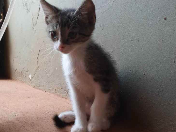 Tobby  para adoção | foto 6