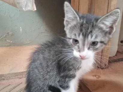 Gato Ragamuffin Pequeno Abaixo-de-2-meses