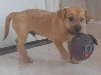 Cao Sem raça Medio 2-a-6-meses