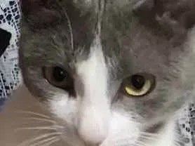 Gato  Medio 7-a-11-meses