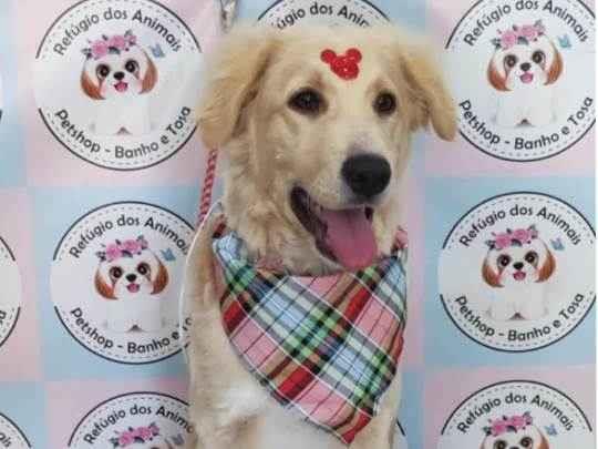 Adoção de Cachorro São Paulo/SP | Boo | 3 anos | Raça poodle | tamanho Médio