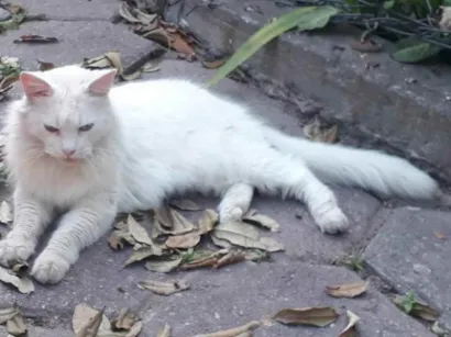 Gato Angorá  Medio 6-anos-Acima