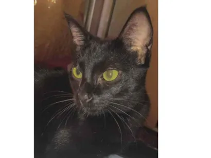 Gato  Medio 2-anos