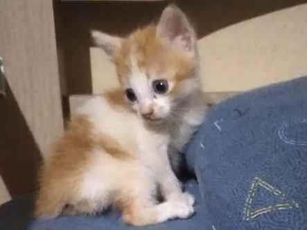 Adoção de Gato Limeira/SP | gatinho  | Filhote | Raça  | tamanho Pequeno