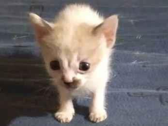 Adoção de Gato Limeira/SP | gatinho  | Filhote | Raça  | tamanho Pequeno