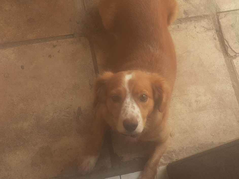 Cachorro para doação e gato para doação em Natal/RN Cachorro para doação e gato para doação em Natal/RN