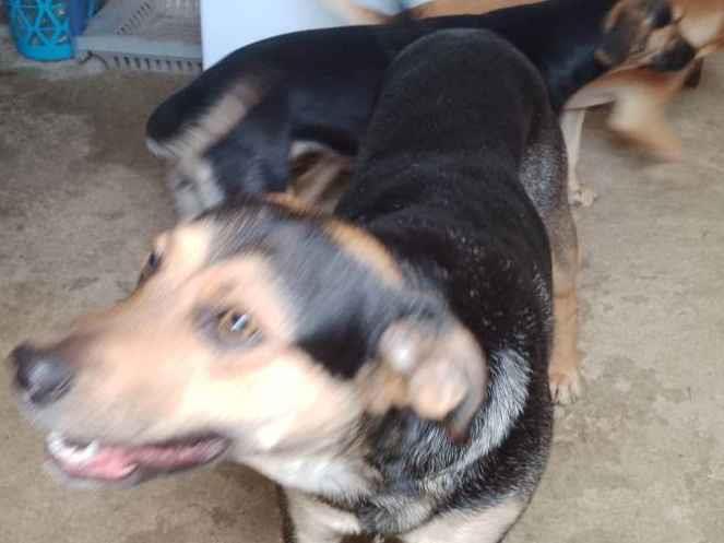 Adoção de Cachorro Caraguatatuba/SP | Jhuly , | 7 a 11 meses | Raça Raça não definida  | tamanho Médio