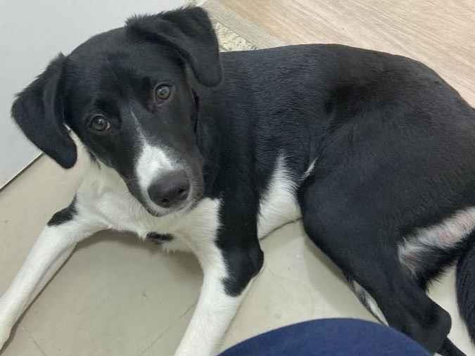 Adoção de Cachorro São Paulo/SP | Bella | 1 ano | Raça Rottweiler | tamanho Médio