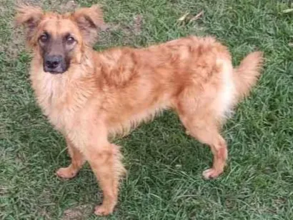 Cao sem raça definida Medio 1-ano