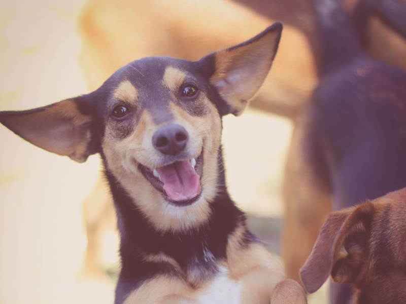 Adoção de Cachorro Curitiba/PR | Amora | 2 a 6 meses | Raça srd | tamanho Pequeno