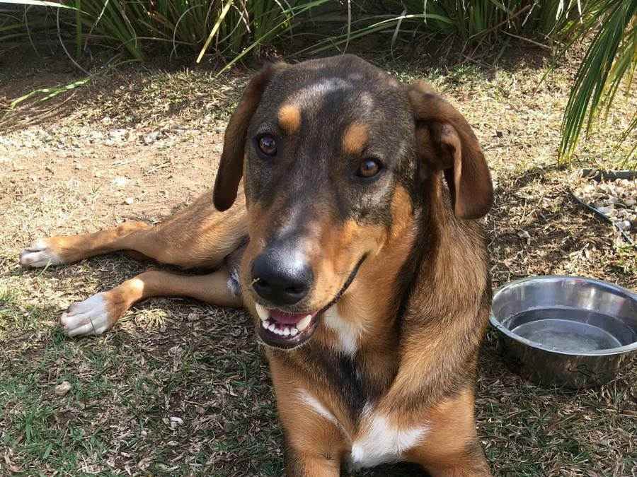 Adoção de Cachorro Curitiba/PR | Simon | 1 ano | Raça srd | tamanho Médio