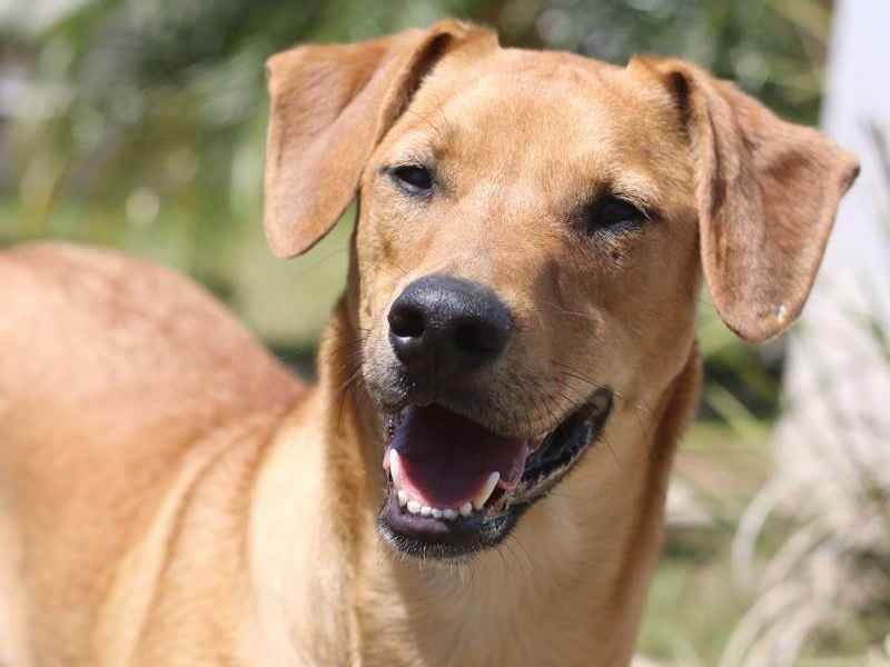 Adoção de Cachorro Curitiba/PR | Simon | 1 ano | Raça srd | tamanho Médio
