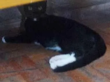 Gato não tem Pequeno 2-a-6-meses