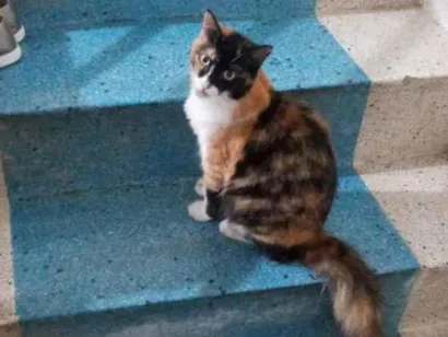 Gato não tem Pequeno  