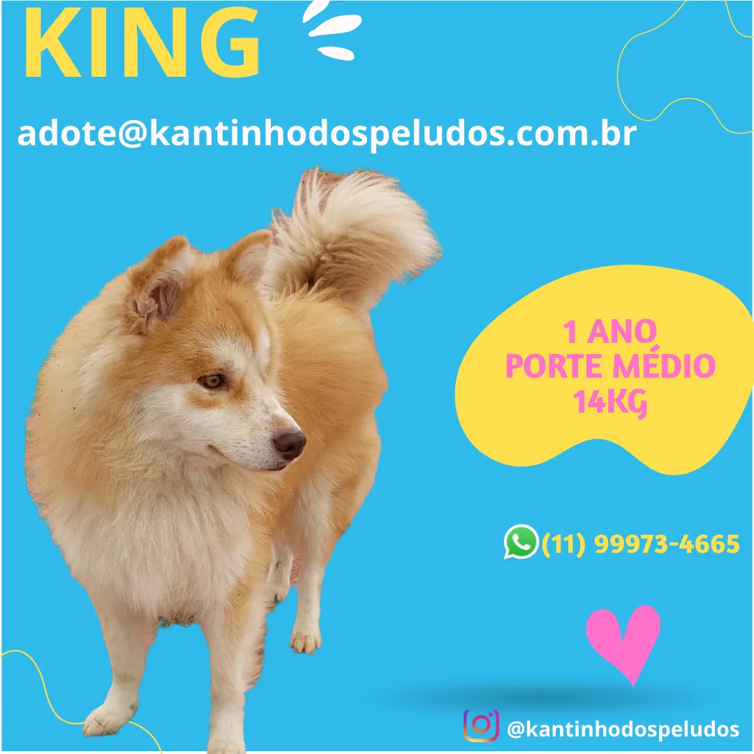 Adoção de Cachorro São Paulo/SP | King | 1 ano | Raça  | tamanho Médio | foto 2